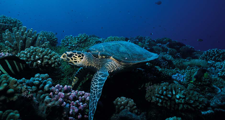 Tahiti / Polynesien Tauchreisen